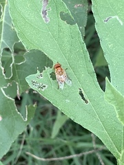 Copestylum sexmaculatum