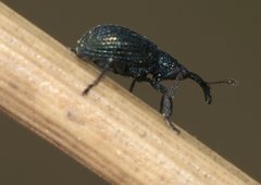 Ischnopterapion virens