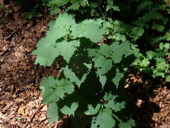 Lamium orvala