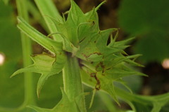 Lamium orvala