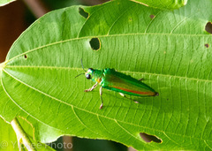 Chrysochroa vittata