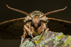 Ceratomia undulosa