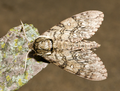 Ceratomia undulosa