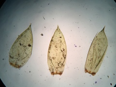 Pseudohygrohypnum eugyrium