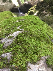 Pseudohygrohypnum eugyrium