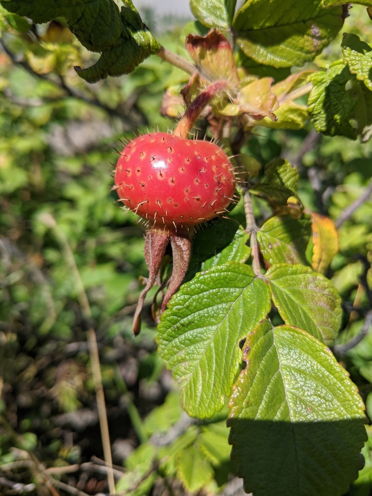 Rosa rugosa