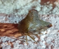 Telamona monticola