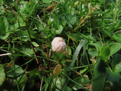 Marasmiellus tricolor