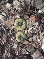 Lophophora diffusa