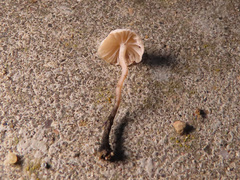 Marasmiellus tricolor