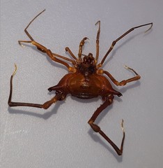 Krateromaspis dilatata