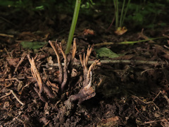 Xylaria friesii
