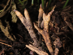 Xylaria friesii