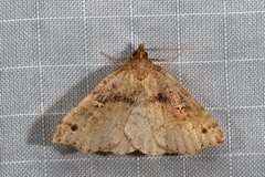Lithilaria ossicolor