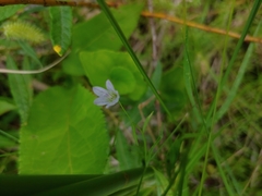 Campanula aparinoides