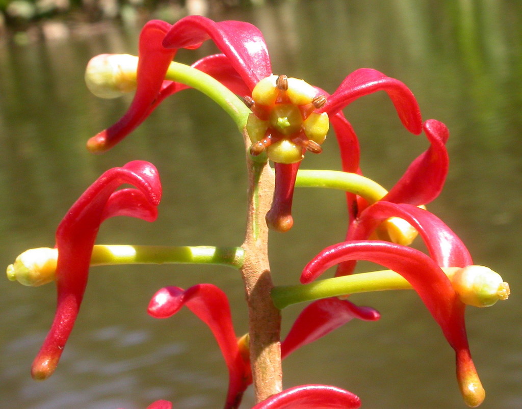 Souroubea sympetala