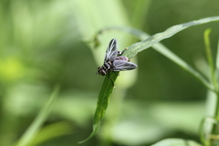 Trichopoda lanipes