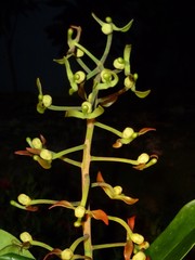 Souroubea sympetala