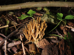 Phaeoclavulina echinovirens