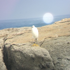 Egretta thula thula