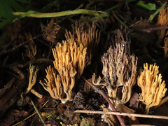 Phaeoclavulina echinovirens