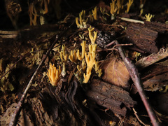 Phaeoclavulina echinovirens