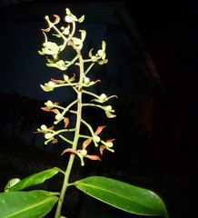 Souroubea sympetala