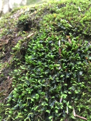 Fissidens osmundioides