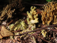 Phaeoclavulina echinovirens