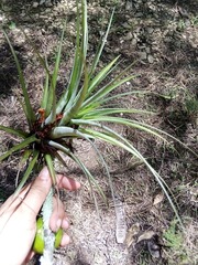 Tillandsia utriculata