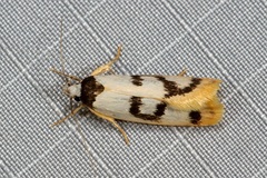 Eulechria sigmophora