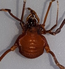 Krateromaspis dilatata