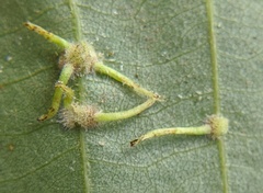 Caryomyia inclinata