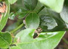 Anania coronata