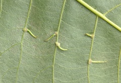 Caryomyia inclinata