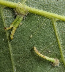 Caryomyia inclinata