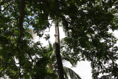 Ctenosaura acanthura