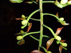 Souroubea sympetala