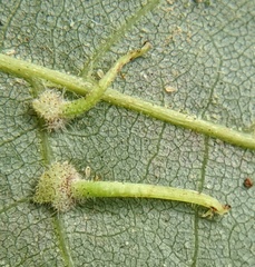 Caryomyia inclinata