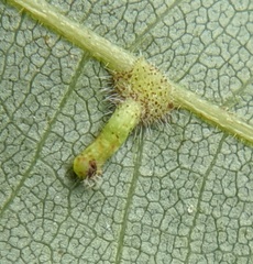 Caryomyia inclinata
