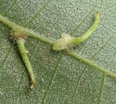 Caryomyia inclinata