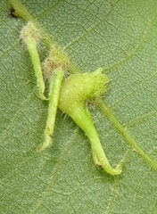 Caryomyia inclinata