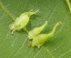 Caryomyia inclinata