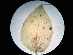Hygrohypnum luridum