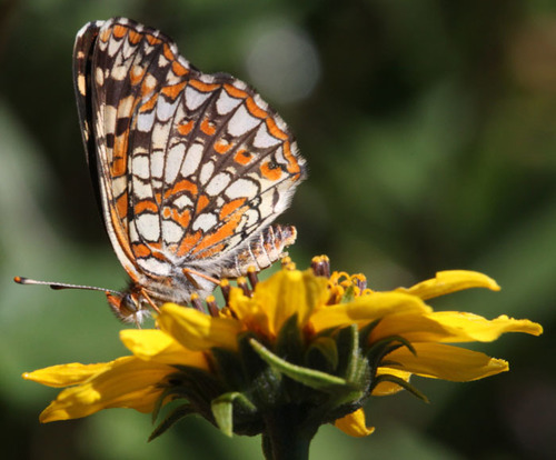 Gabb's Checkerspot