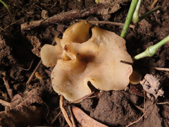 Malvipezia emileia