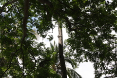 Ctenosaura acanthura