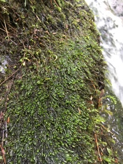 Hygrohypnum luridum