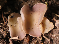 Malvipezia emileia