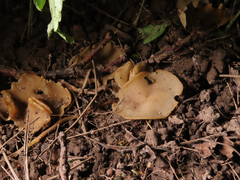 Malvipezia emileia